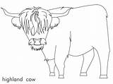 Coloring Cow Hairy Pages Preschoolers Scotland Print sketch template