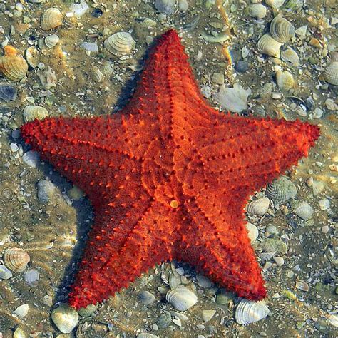characteristics  sea star habitat reproduction