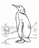 Coloring Penguins Emperor King 820px 13kb sketch template