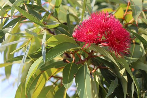 simple guide  pest deterring plants pestrol australia