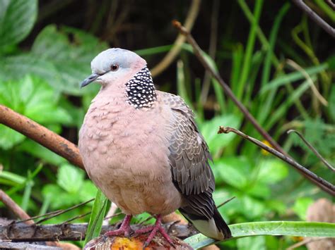 amateurnithologist doves  hawaii