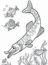 Pike Coloringpage Fishes sketch template