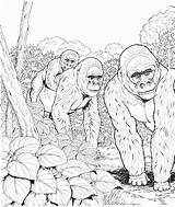 Coloring Apes Pages Forest Coloringbay sketch template