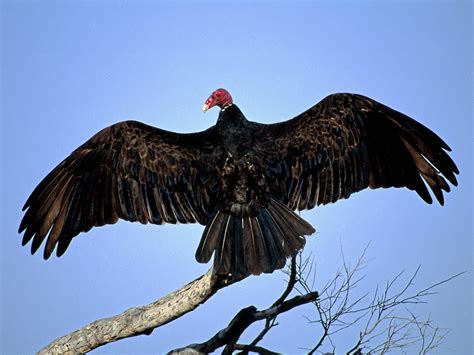 gavilan hills blog turkey vulture