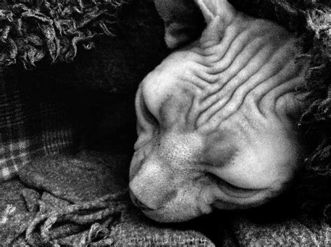 Sphynx Cat Percey Just Woken From Under Blankets Wrinkly Forehead A