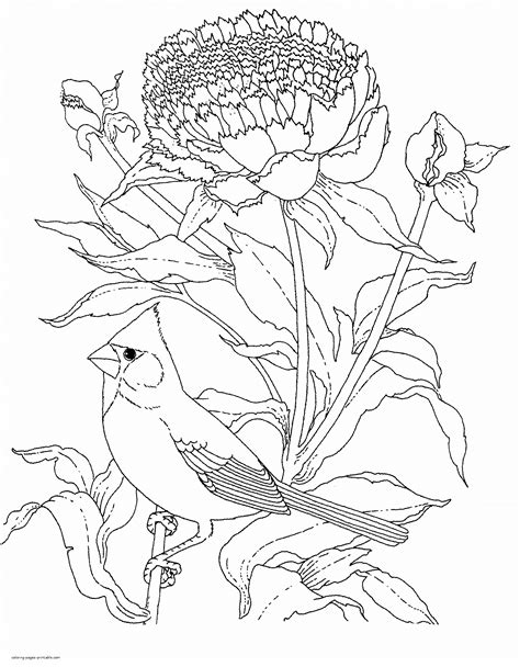 adult coloring pages  printables birds
