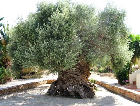 year  olive tree  greece rbeamazed