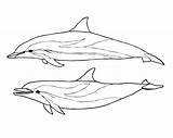 Colorir Imprimir Boto Delfines Dolphins Striped Supercoloring Adults sketch template