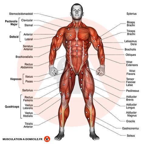 anatomie des groupes musculaires
