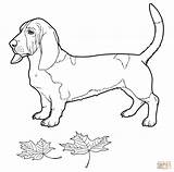 Hound Basset Coloring Pages Dog Bassett Drawing Click Designlooter Getdrawings Color Categories Supercoloring sketch template