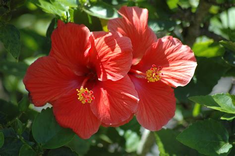red hibiscus flowers  stock photo public domain pictures