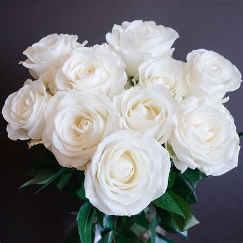 pin on popular white rose varieties