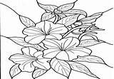 Pages Coloring Flower Exotic Hibiscus Hawaiian Getcolorings Getdrawings sketch template