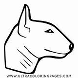 Coloring Bull Pages Terrier Miniature sketch template