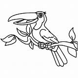 Mewarnai Burung Beo Sketsa Merak Inspirasi Cerita Terbaru sketch template