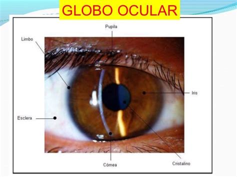 anatomia del ojo  anexos oculares