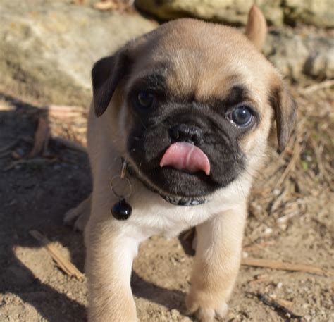 adopt  inquisitive fawn male pug today dreamcatcher hill puppies  rescue