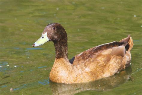 khaki campbell ducks profile eggs male female bird baron