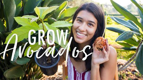 How To Grow Avocado Plants From The Seed Youtube
