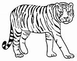 Tiger Coloring Pages Drawing Tigers Color Lion Bengal Animal Detroit Siberian Printable Kids Colouring Animals Pencil Tooth Realistic Baby Saber sketch template