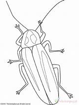 Insecten Lucciola Insekten Lucciole Luciernaga Firefly Kolorowanki Robaki Disegno Bug Owady Iluminar Malvorlage Insetti Ausmalbild Colorare Dieren Dla Beetle Ausmalbilder sketch template