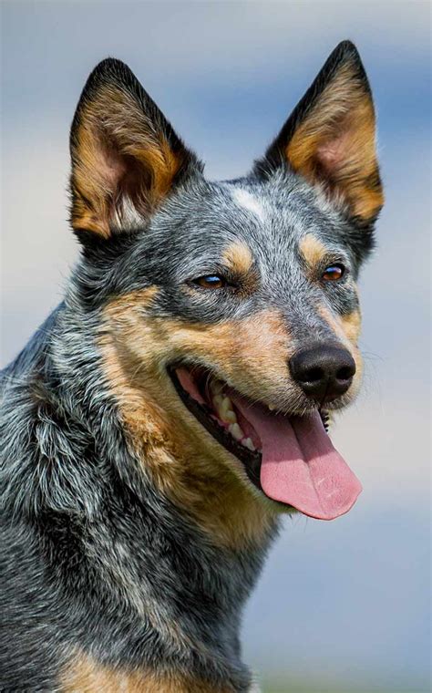 blue heeler origins  history  fascinating guide