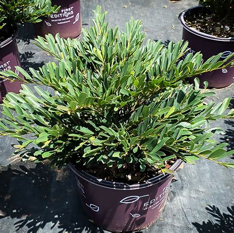 Cinnamon Girl™ Distylium For Sale Online The Tree Center