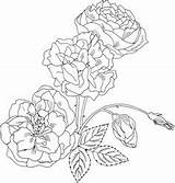 Brabant Duchesse Intricate Supercoloring Rosal Dibujo Bushes sketch template