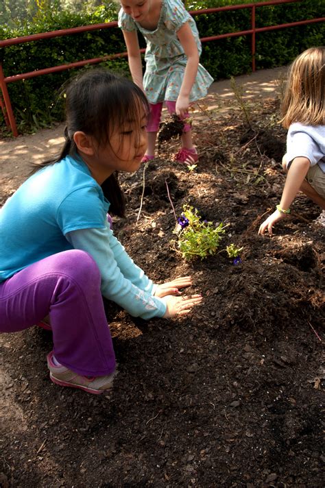 free picture planting flowers vegetables school garden