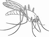 Mosquito Coloring Drawing Pages Fox Color Draw Fantastic Mr Getdrawings Terry Getcolorings Print sketch template