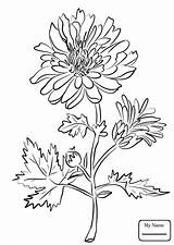 Chrysanthemum Coloring Pages Drawing Flower Indiana Printable Chrysanthemums Getdrawings Paper Categories sketch template