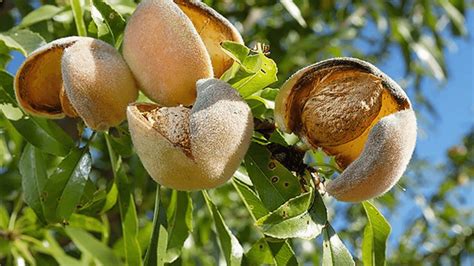 grow  almond tree     gardening mantras
