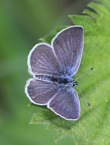 small blue clive burrows flickr