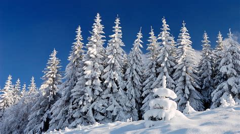 snow covered spruce trees  snow field  blue sky hd winter