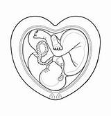Womb Fetus Drawing Vector Coloring Inside Embryo Illustration Heart Baby Stock Graphic Placenta Royalty Book Shaped Drawings Nside Watercolor Illustrations sketch template