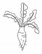 Radish Roots Coloring Drawing Pages Flower Root Vegetables Printable Template Plant Getcolorings Plants Color Getdrawings Print Inspiring Peach sketch template