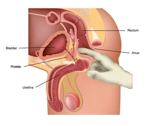 straight male anal tumbex