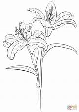 Coloring Lily Easter Part sketch template