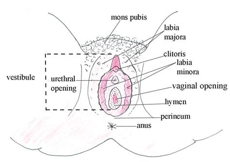 Female Anatomy The Basics External When Sex Hurts