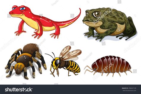 types small animals