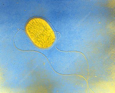 salmonella typhimurium bacterium stock image  science