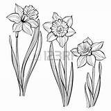 Daffodil Narcissus Daffodils Narzissen Paperwhite Hintergrund Blüht Frühlinges Satz Weißem Designlooter sketch template