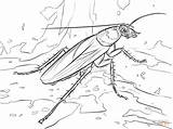 Cockroach Coloring Pages American Cave Printable Drawing Color Coloringbay Getcolorings Bat sketch template