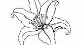 Drawing Daylily Printable Getdrawings sketch template