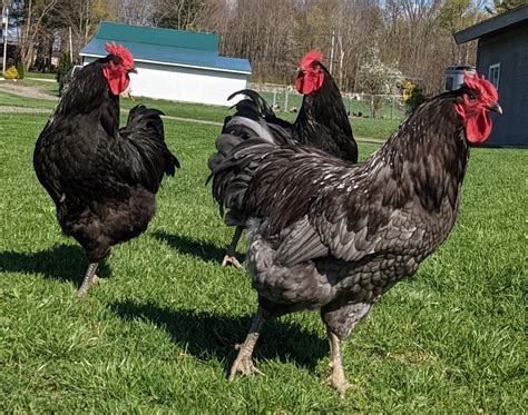 jersey giant chicken  livestock conservancy