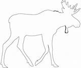 Moose Silhouette Outline Drawing Coloring Silhouettes Svg Pages sketch template