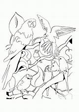 Imprimer Oiseau Oiseaux Animaux Savane Perroquet Perroquets Hugolescargot Plusieurs Greatestcoloringbook Animal Destiné sketch template