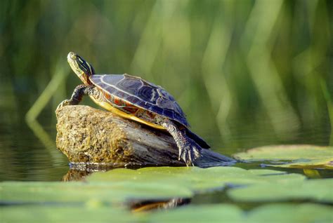 keeping pet aquatic turtles  outdoor ponds
