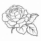 Outline Rose Vector Drawing Line Illustration Stock Isolated Clip Clipartix Ikon Colourbox sketch template