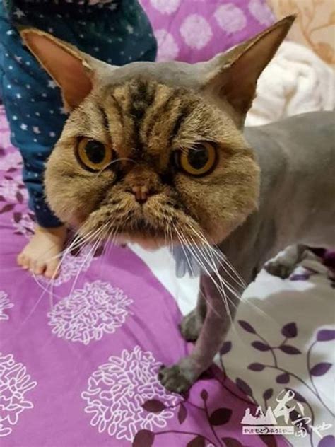 Owner Surprised After Taking Her Cat To A Groomer Bored Panda